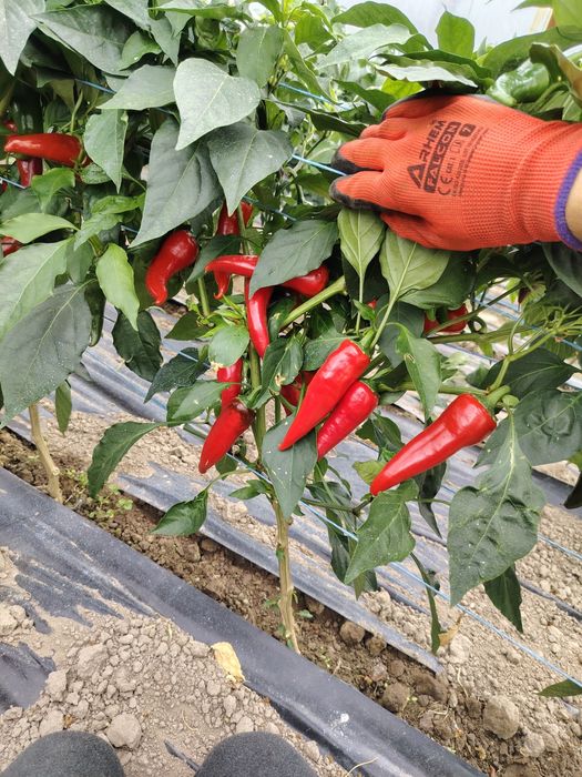 Papryka ostra chili cyklon polski 10 kg