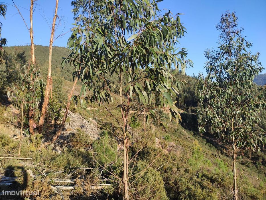 Terreno Florestal em Canelas Espiunca