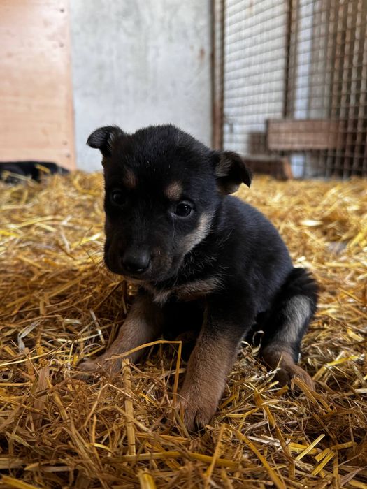 Віддам цуценят в добрі руки