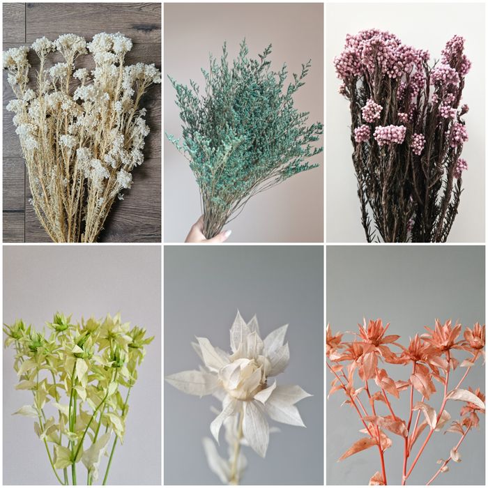 Сухоцвіт лимоніум стабілізований, озотамнус, сафлор