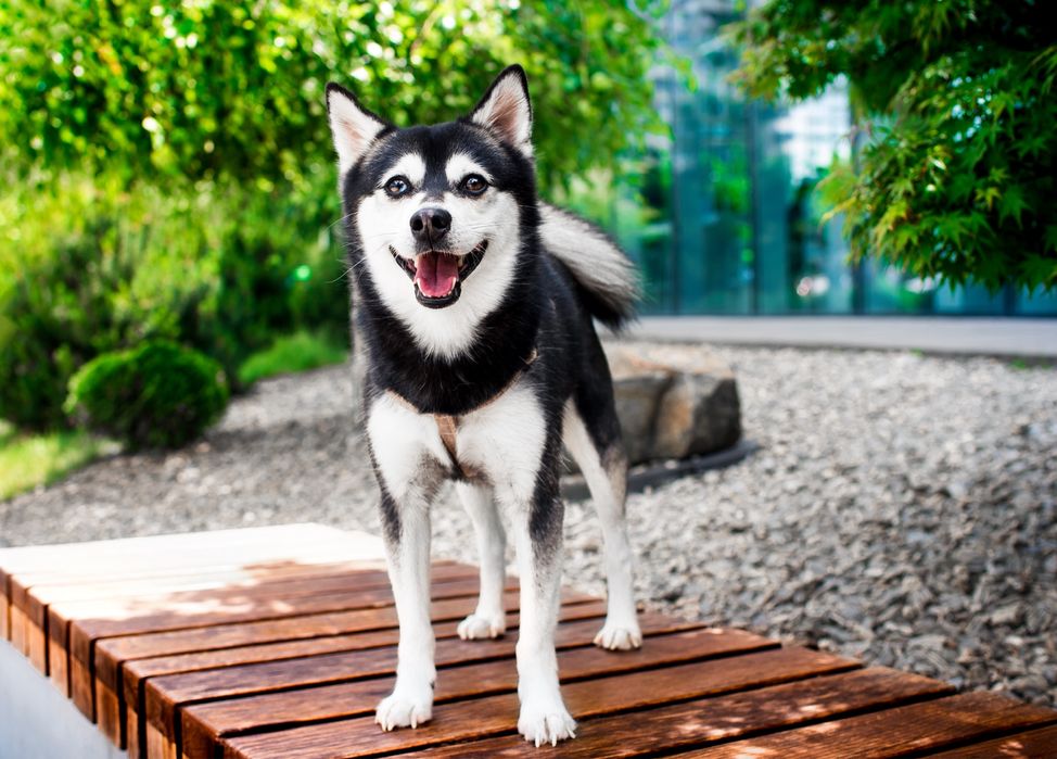 Аляскінський клі кай (міні хаскі)