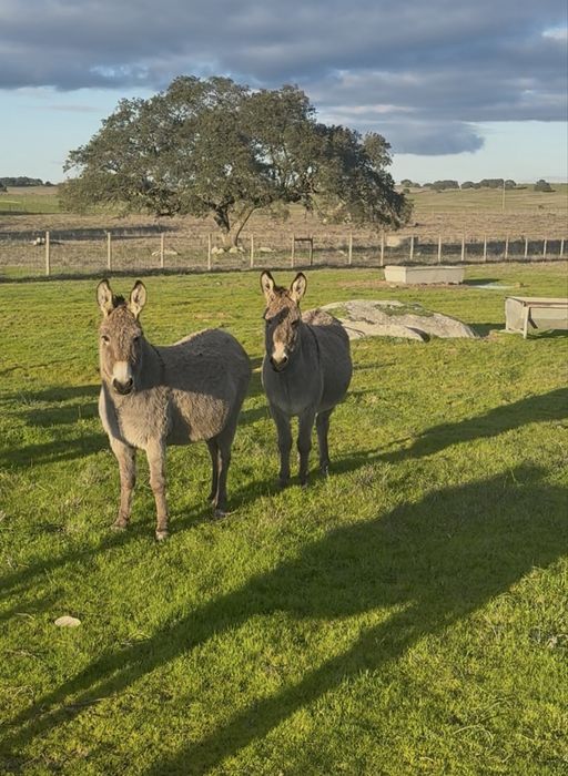 Burro anao com 8 meses