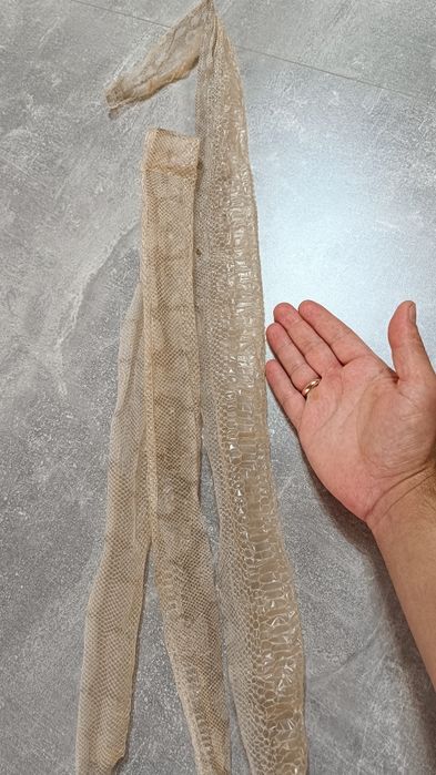 Выползок змеи питона