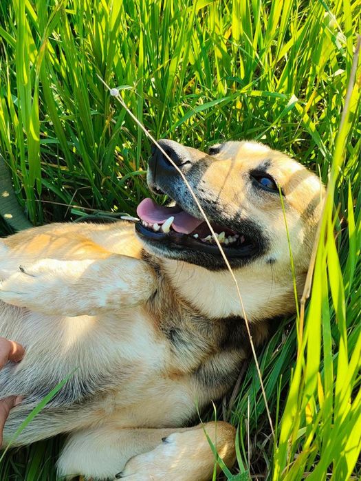 Помогите найти семью девуле из приюта