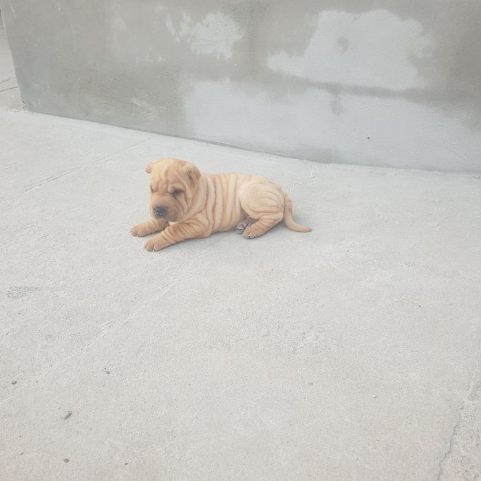 Cachorrinho sharpei