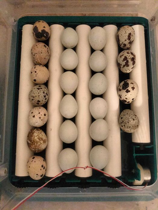 Codornizes e derivados