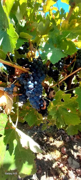 VENDO uvas no Ferro