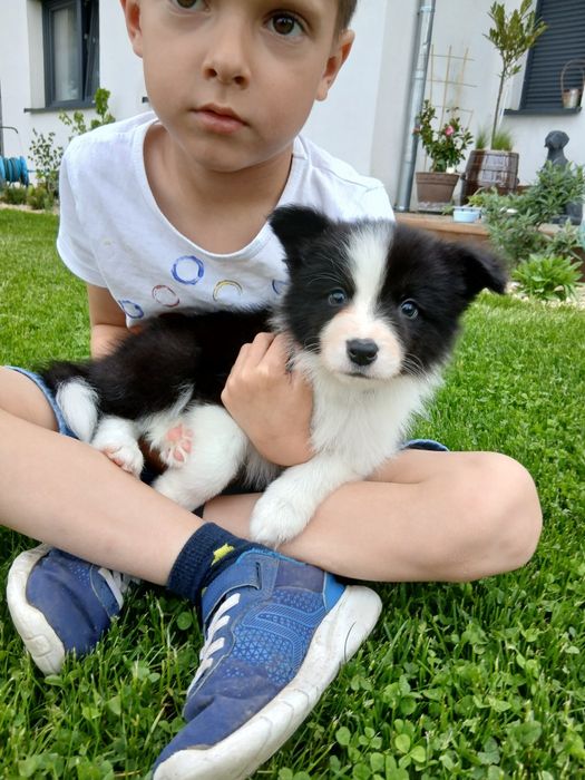 Border Collie FCI piesek czarno-biały ZKwP