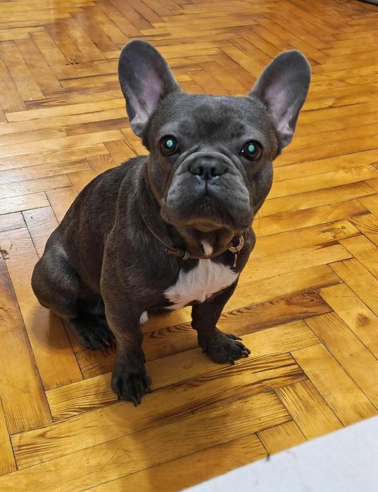 Французький бульдог безкоштовно