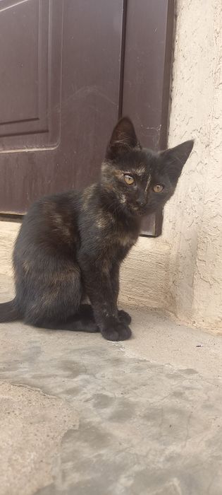 Кошенята шукають свою родину