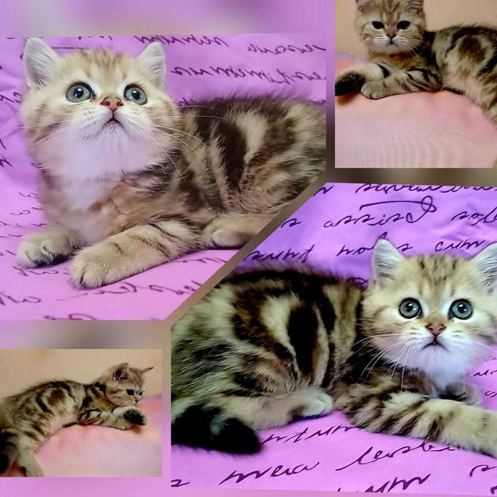 kittens. Кошенята ексклюзивні , чистокровні золоті і срібні шиншили.
