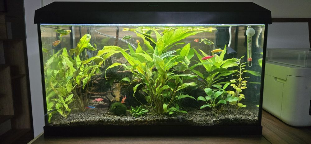 Sprzedam akwarium 60 kompletne neonki, danio, stabilne