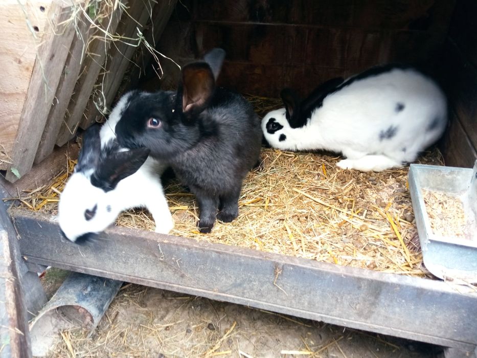 Olbrzym srokacz nadwyżka