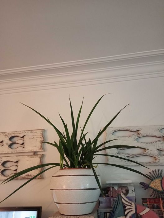 Planta natural, vasos da foto