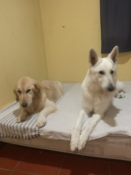 Pet Sitting - hotel - creche - banhos Aveiro