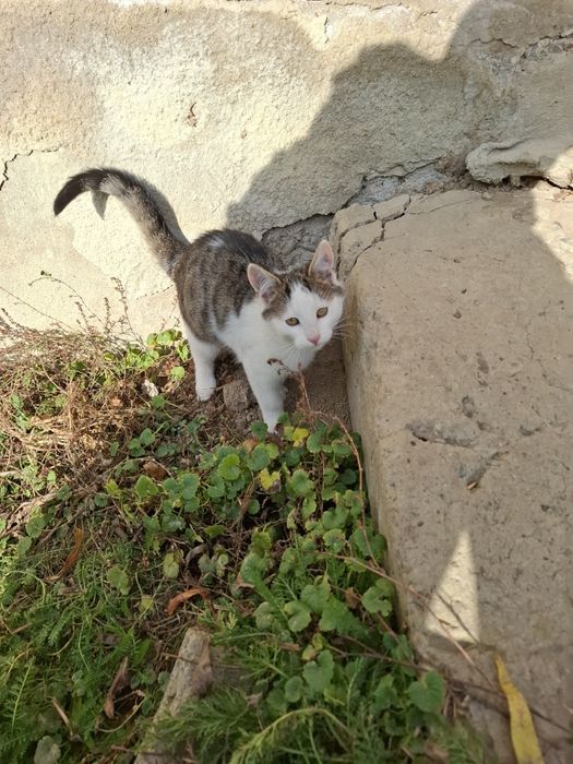 Kotki szukają przyjaciela.