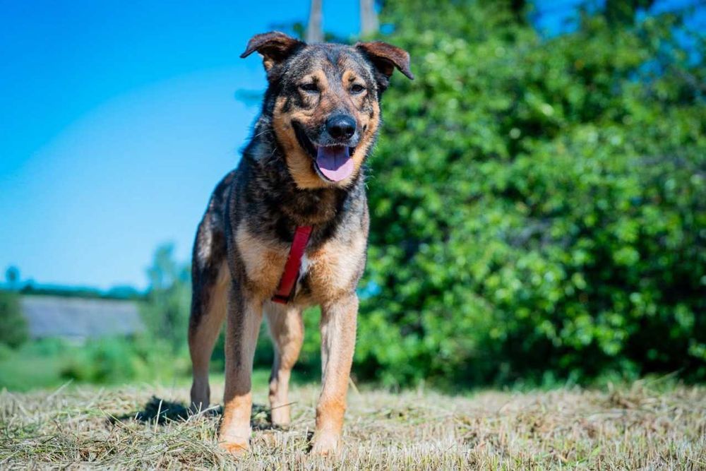 Szamal - psi wesołek w typie owczarka niemieckiego ADOPCJA
