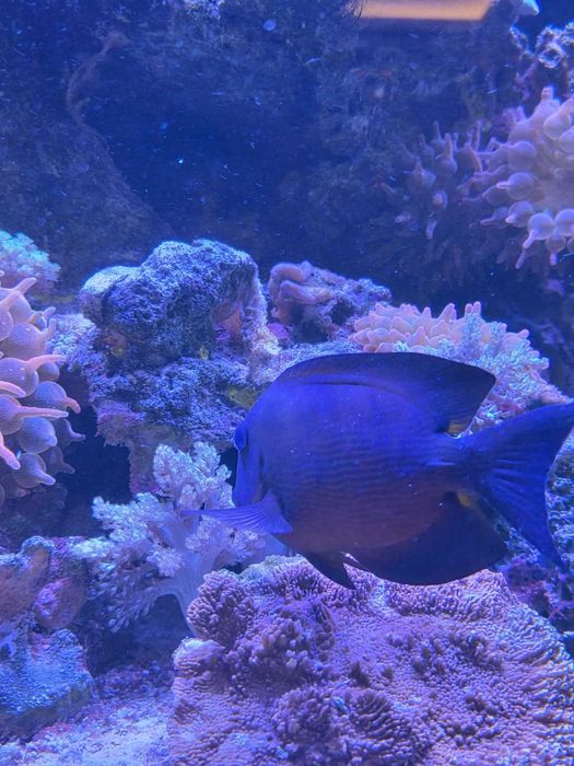 Ryba morska Ctenochaetus binotatus  15-16 cm L