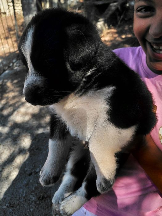 Doa-se filhotes de cachorro.