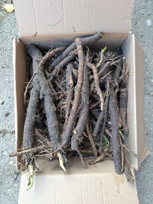 Świeży korzeń żywokostu