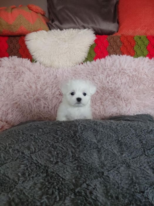 Słodziutki Bielutki Maltańczyk