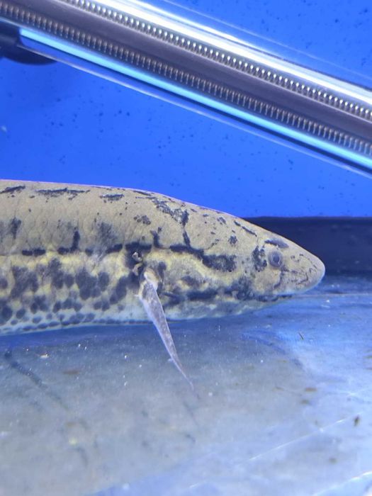 Protopterus annectens 24-26cm