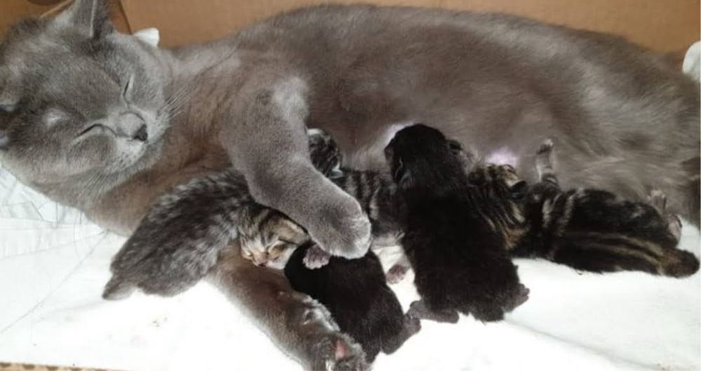 Шотландский вислоухий кот для вязки