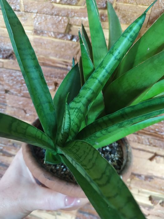 Сансевієрія Габріелла