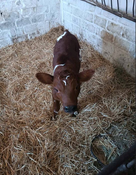 Телята телочка телка теля