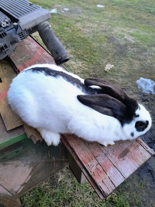 Król królik samica srokacz niemiecki