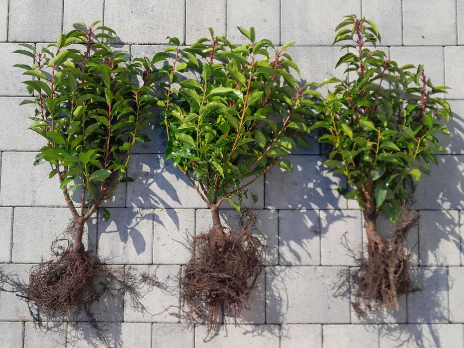 Prunus! Laurowiśnia! Sadzimy! 200 cm! Caucasica! Rotundifolia! Novita!