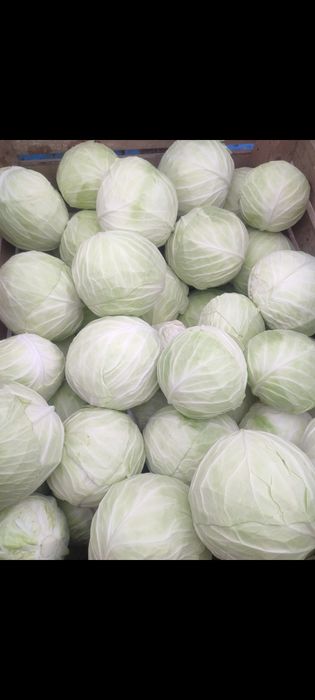 Sprzedam kapustę