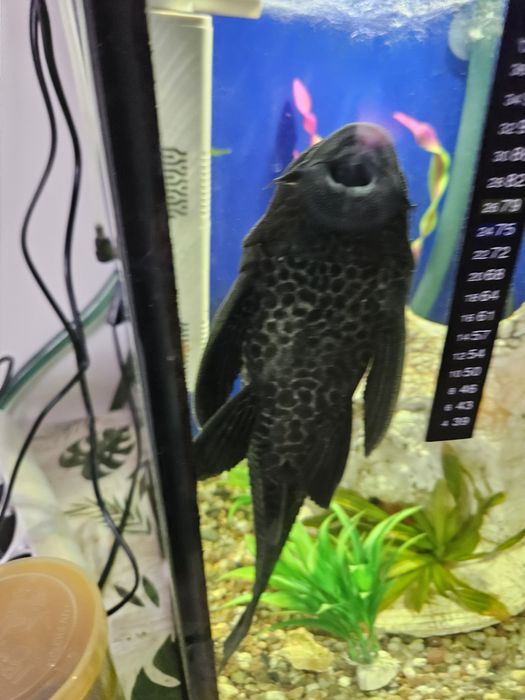 Sprzedam dwa glonojady duże