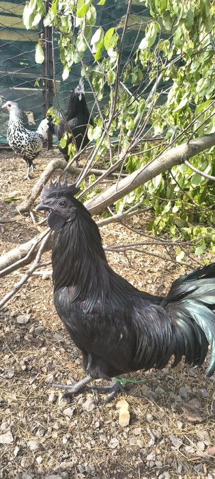 Kogut ayam Cemani
