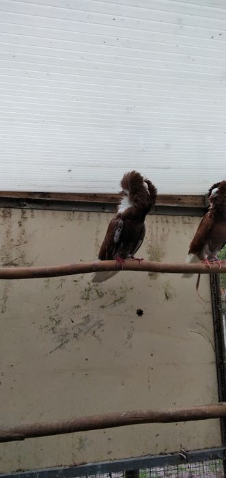 Macho jaconbine reprodutor