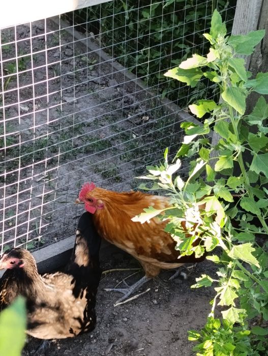 Продам декоративних півників,курочку