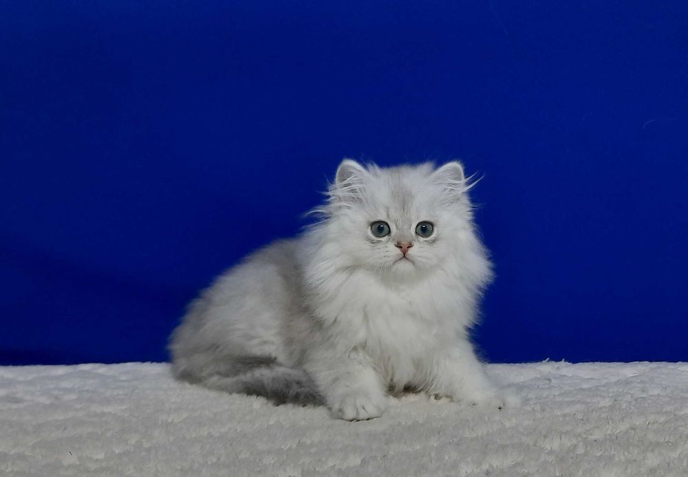 Шотландський Хайленд хлопчик на ім"я Джавелін