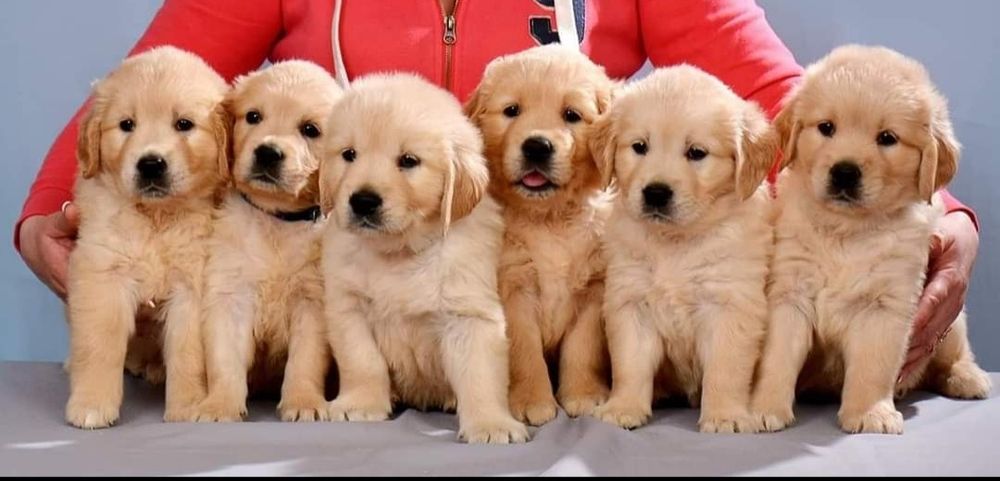 Золотистый ретривер!!!