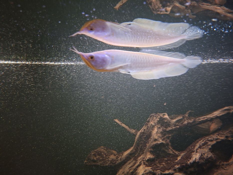 Arowana srebrna albino