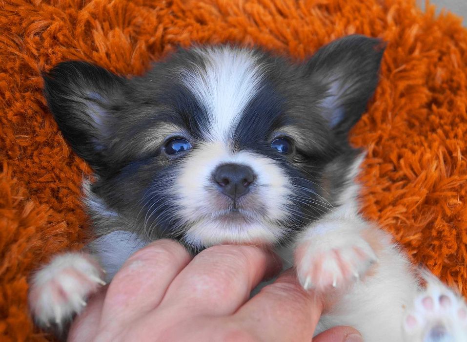 папильон малыш мальчик