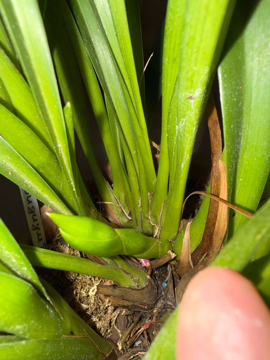 Cymbidium storczyk