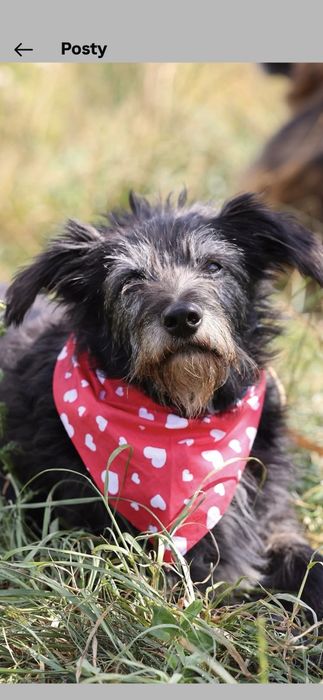 Do adopcji samiec 15kg