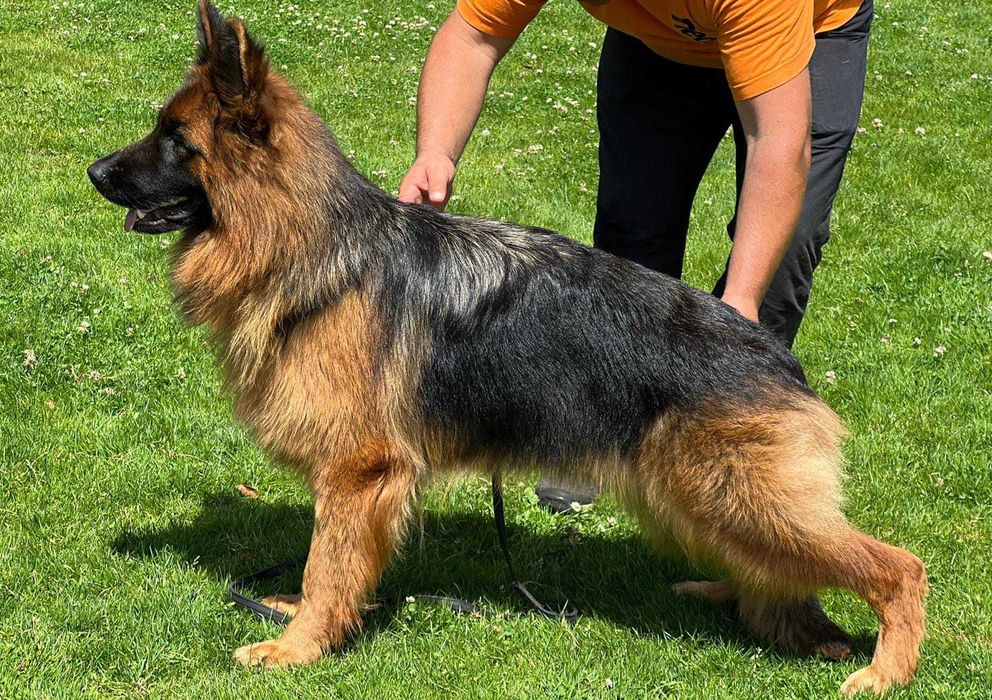 Pastor Alemão  pelo comprido com certificado lop e Afixo