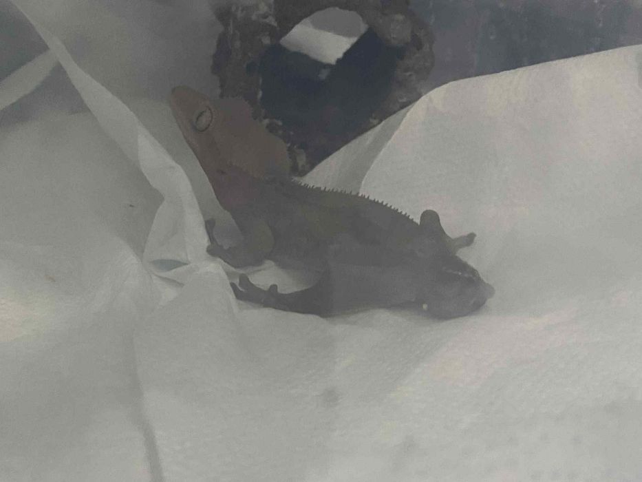 Gekon orzęsiony samiec charcoal