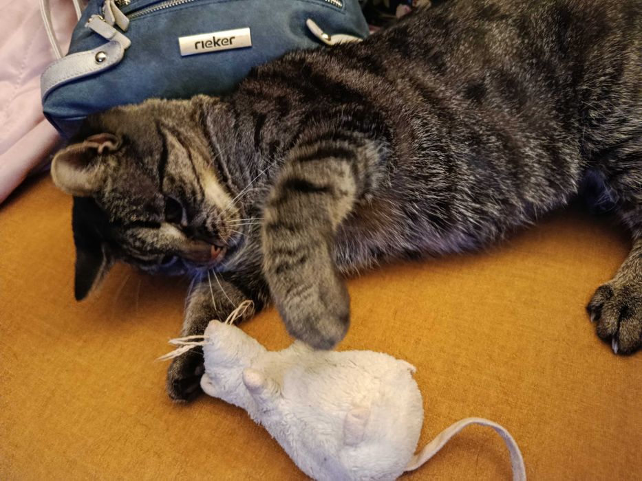 Coco-9 lat i Inka -3 m-ce do adopcji