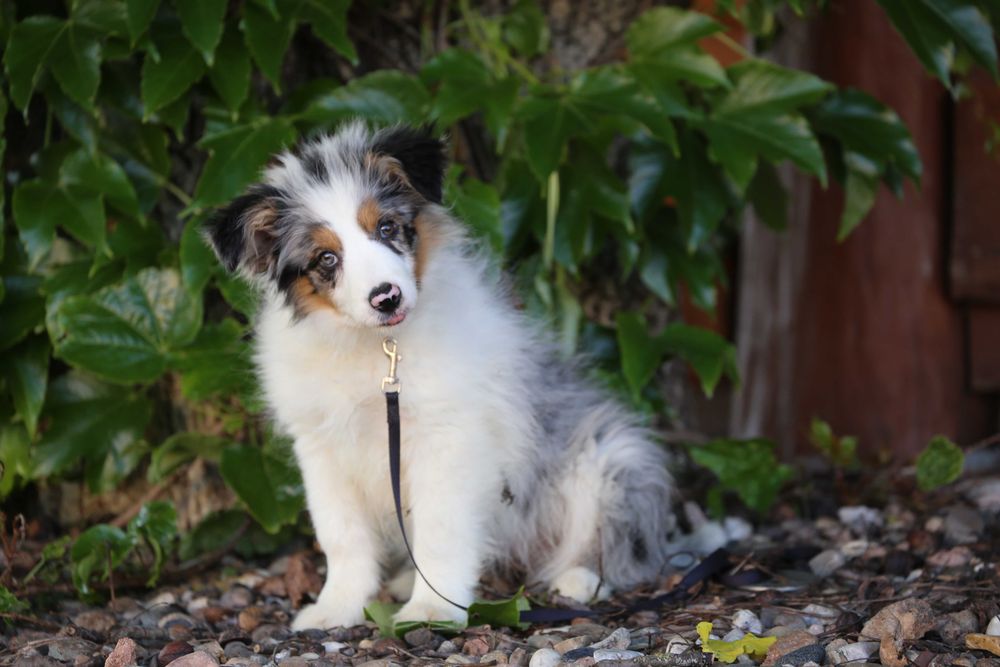 Border Collie szczeniak