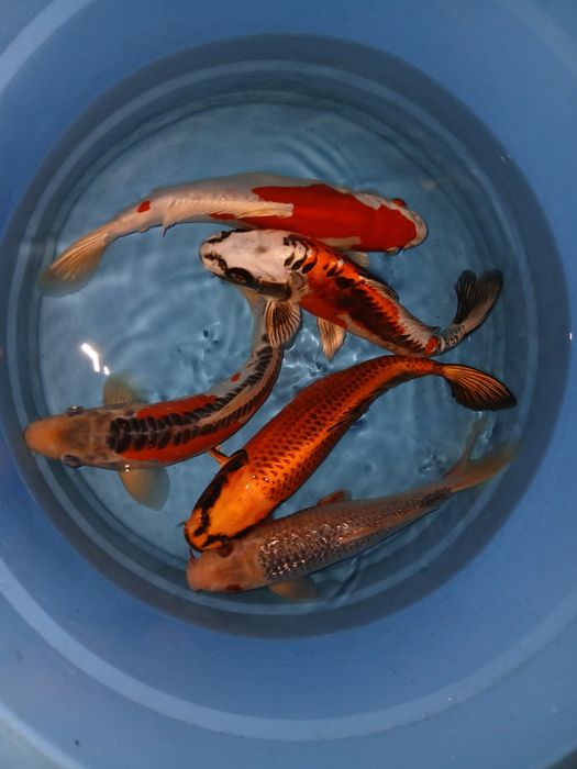 Carpas koi selecção premium