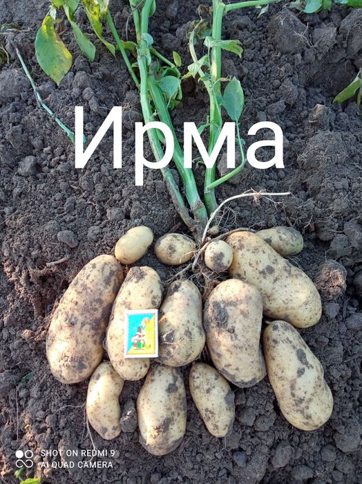 Високоякісна картопля з півночі Сумщини.