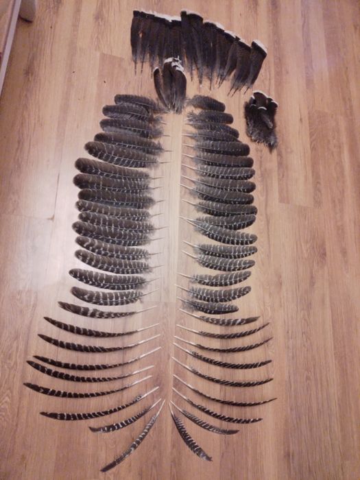 Pióra indycze  cały komplet