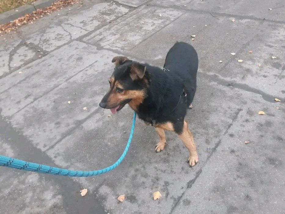 Piesek Prezes - ufny, łagodny SZUKA DOMU Pies adopcja